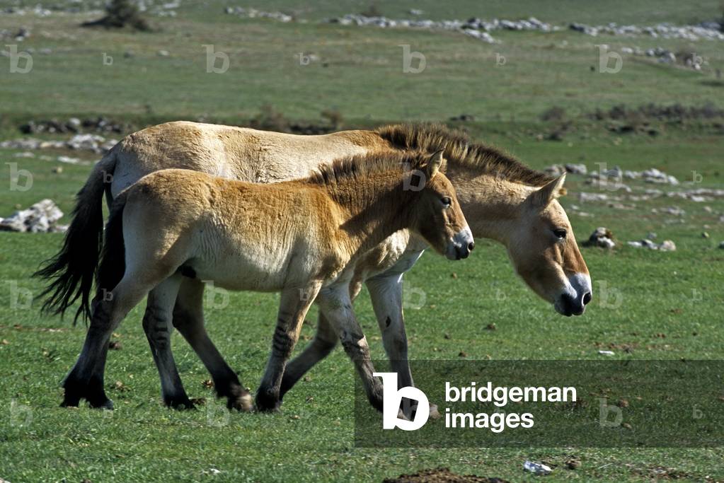 Equus caballus przewalskii/Horse of Przewalski/Mongolian Wild Horse/Przewalski's Horse/Takh/Foal