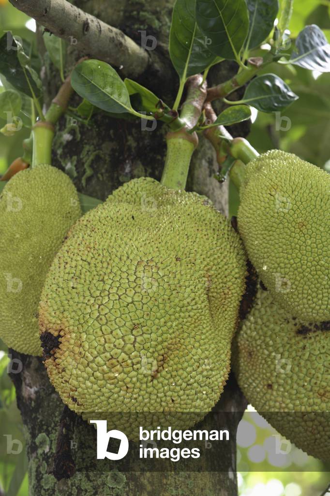 Artocarpus heterophyllus/Jacquier/Jaquier/Jackfruit