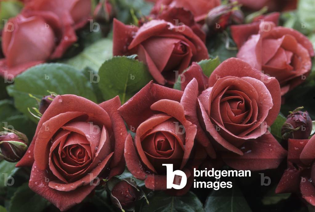 Rosa x/Pink 'Terracotta'