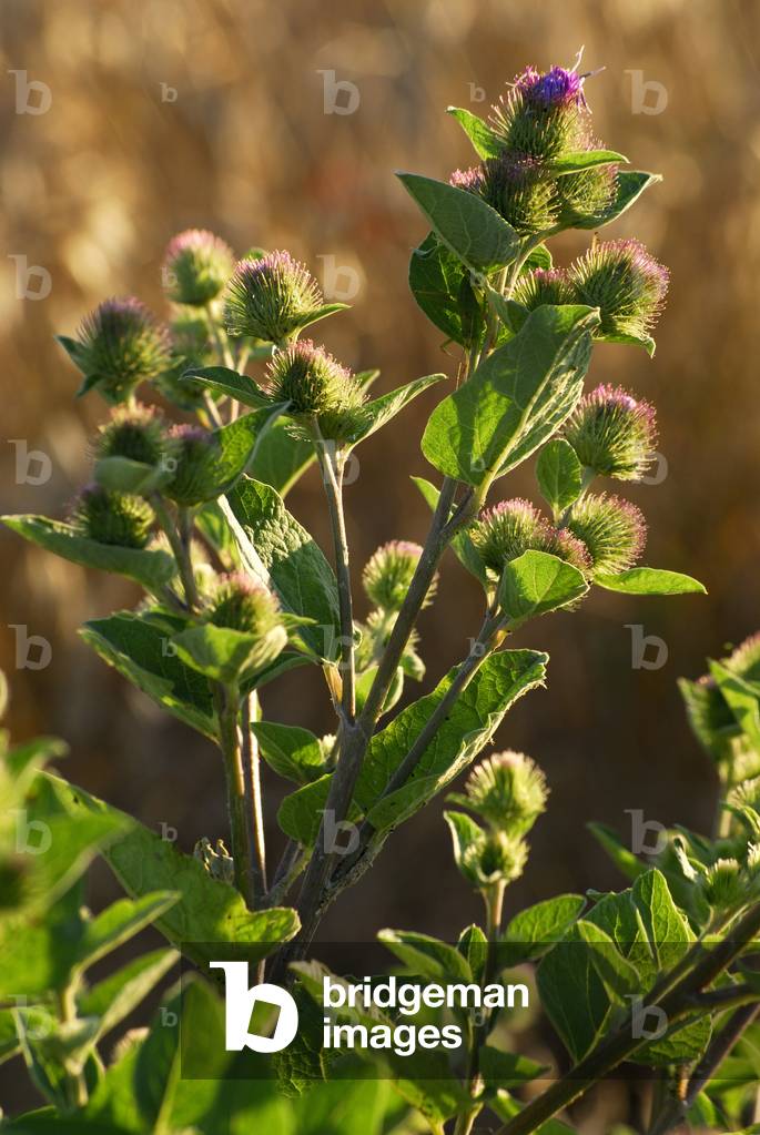 Arctium lappa/Common burdock/Beggar's Buttons