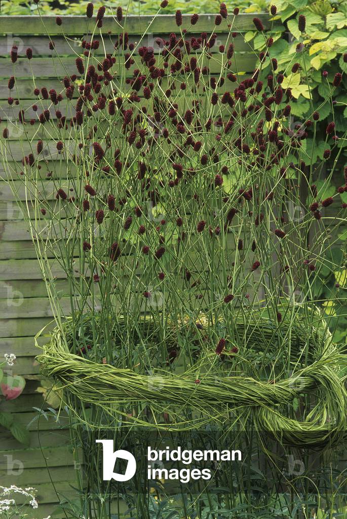 Sanguisorba officinalis/Peppimprenella/Sanguisorb officinale/Great Burnet
