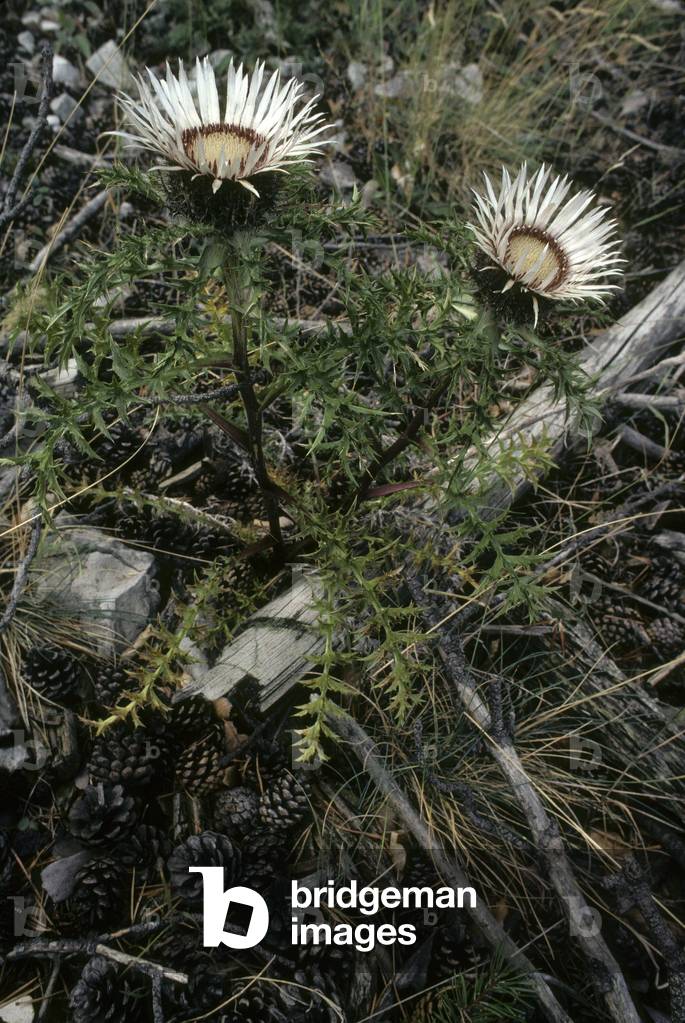 Carlina acaulis var. Caulescens/Carlina caulescens/Developed stem carline