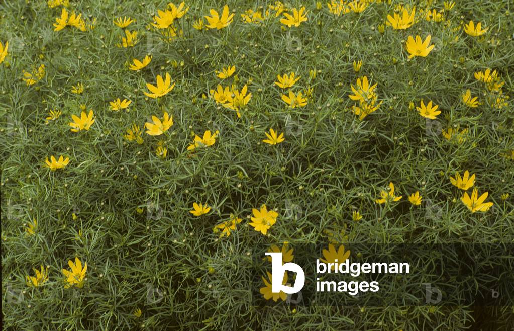 Coreopsis verticillata/Coreopsis 'Grandiflora'/Coreopside 'Grandiflora'