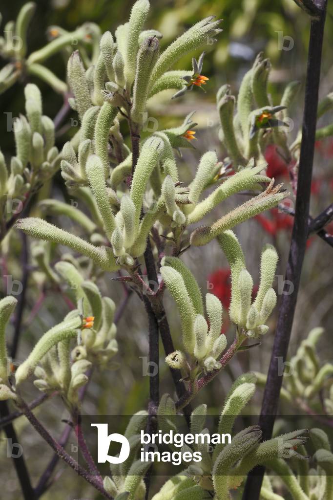 Anigozanthos flavidus/Kangaroo Plant/Kangaroo Paw