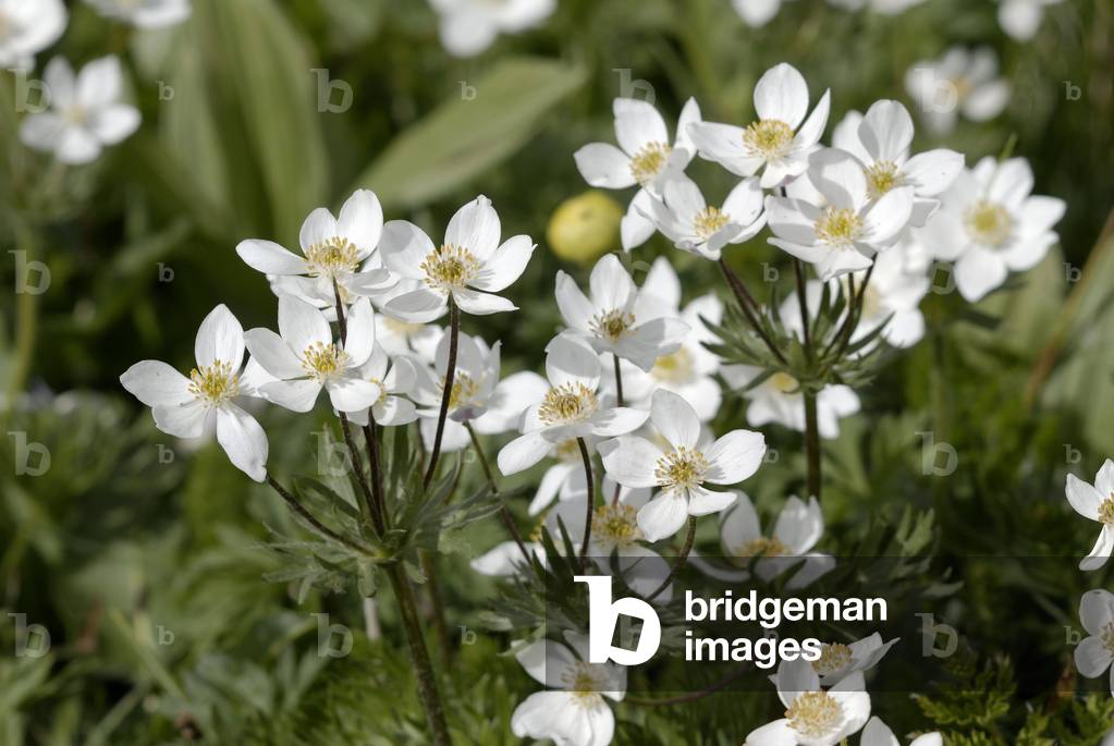 Anemone narcissiflora/Anemone with narcissus flower