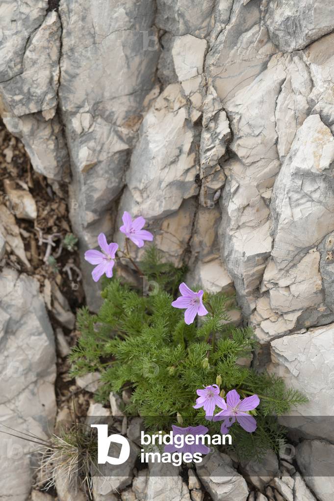Erodium rodiei/Rodie Erodium/Rodie Crane Beak