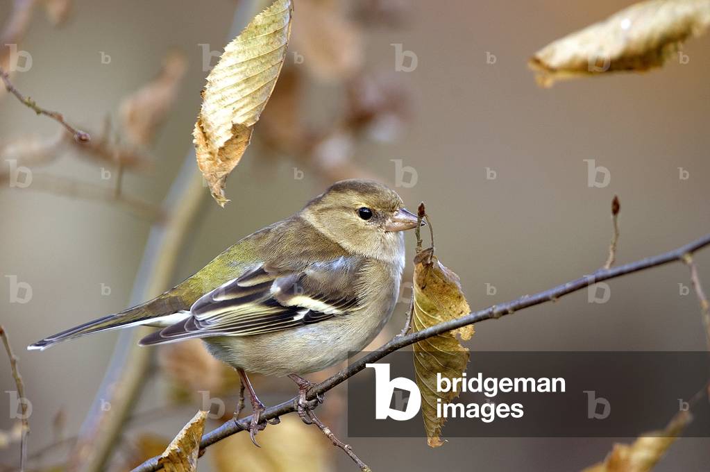 Fringilla coelebs/Tree Pinson/Common Chaffinch/Female