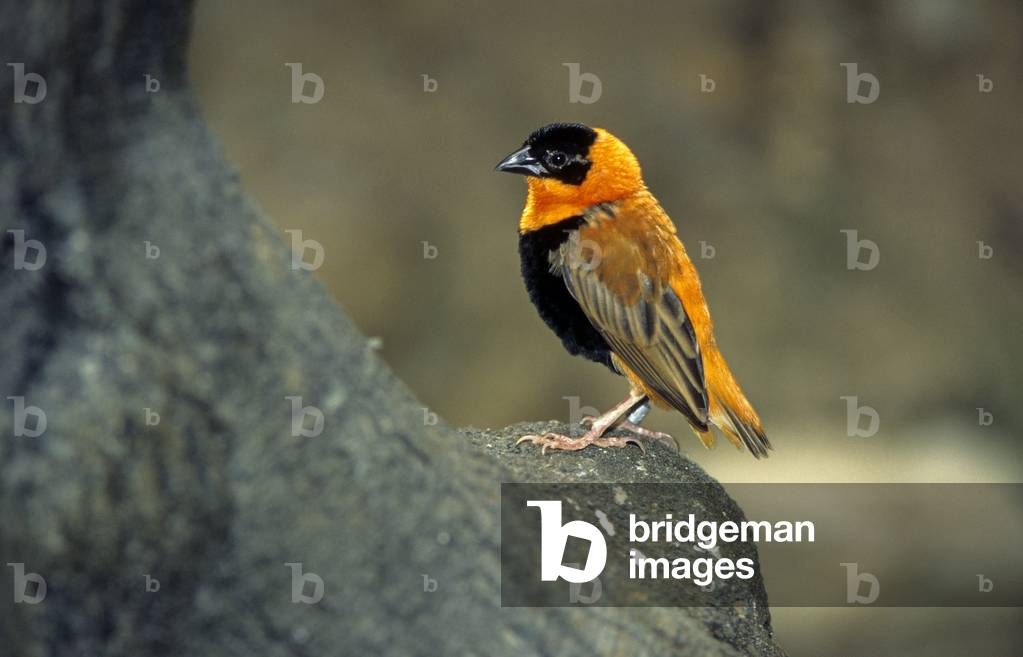 Euplectes orix/Ignicoloured Euplect/Orange Weaver