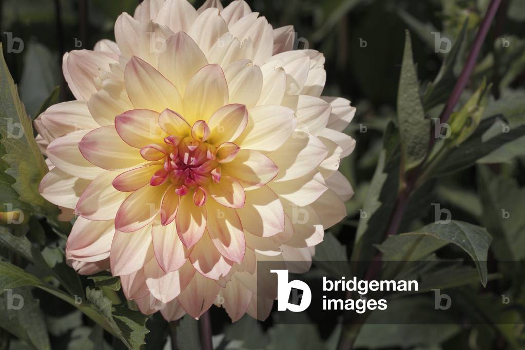 Dahlia x/Dahlia 'Keith H'