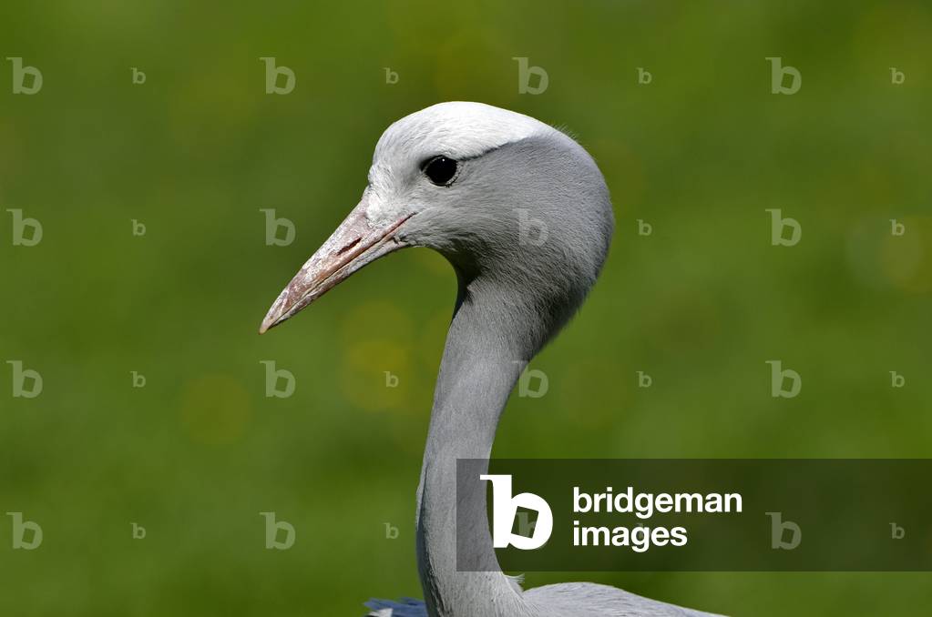 Anthropoides paradiseus/Paradise Crane/Blue Crane