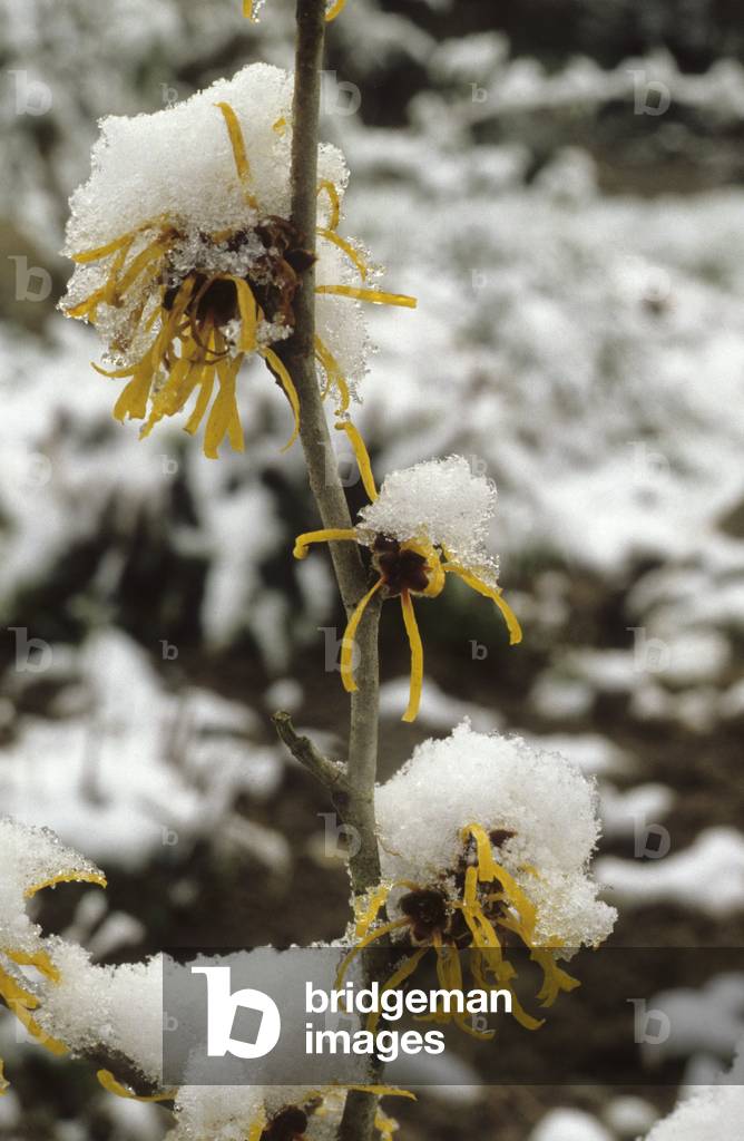 Hamamelis virginiana/Virginia Hamamelis/Witch Hazel/Witch Hazel