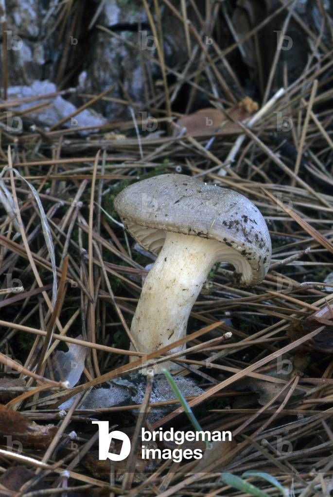 Hygrophorus agathosmus/Hygrophorus with pleasant odour