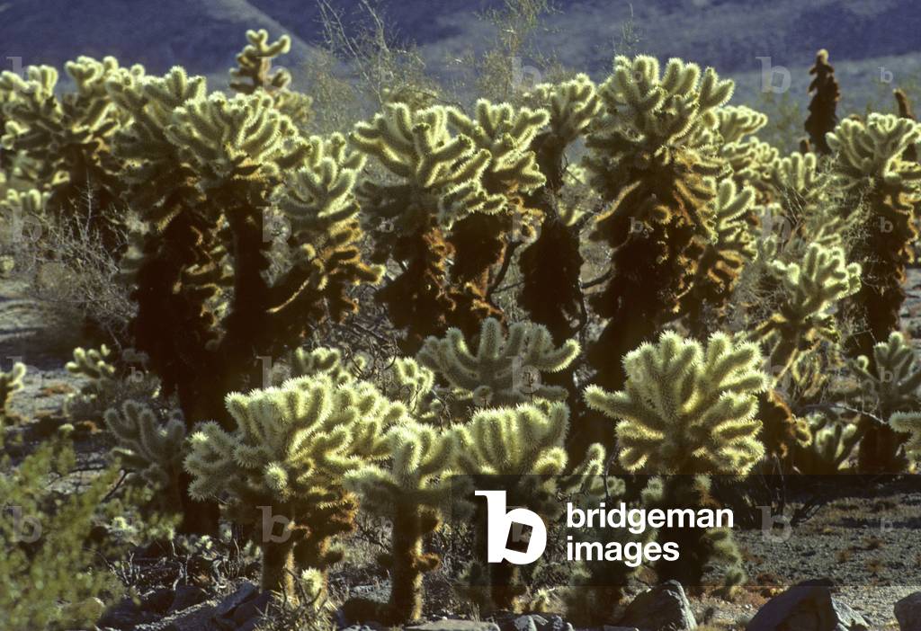 Opuntia bigelovii/Cactus/Teddy Bear Cholla