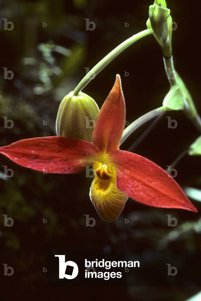 Phragmipedium bessae