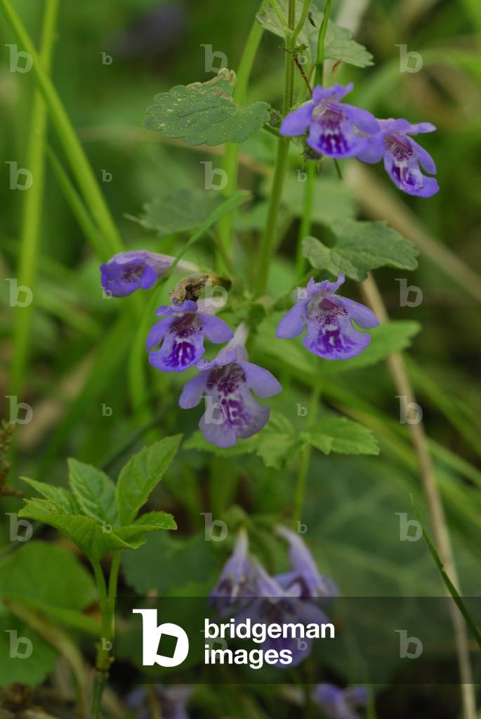 Glechoma hederacea/Ground Ivy/Ground Ivy
