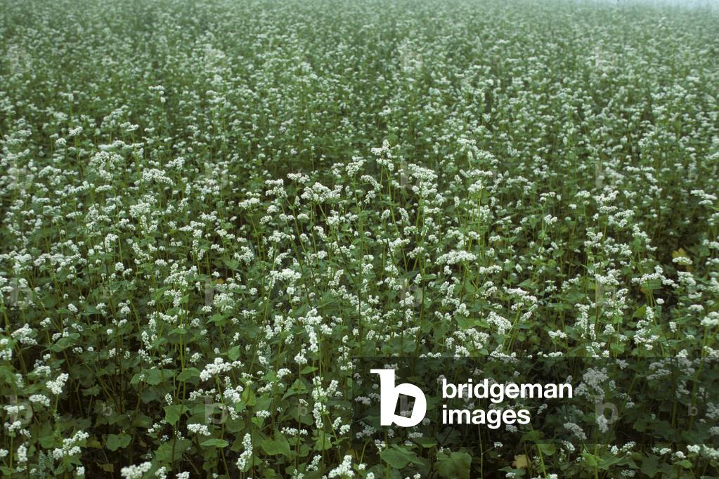 Polygonum fagopyrum/Fagopyrum esculentum/Buckwheat/Black Ble