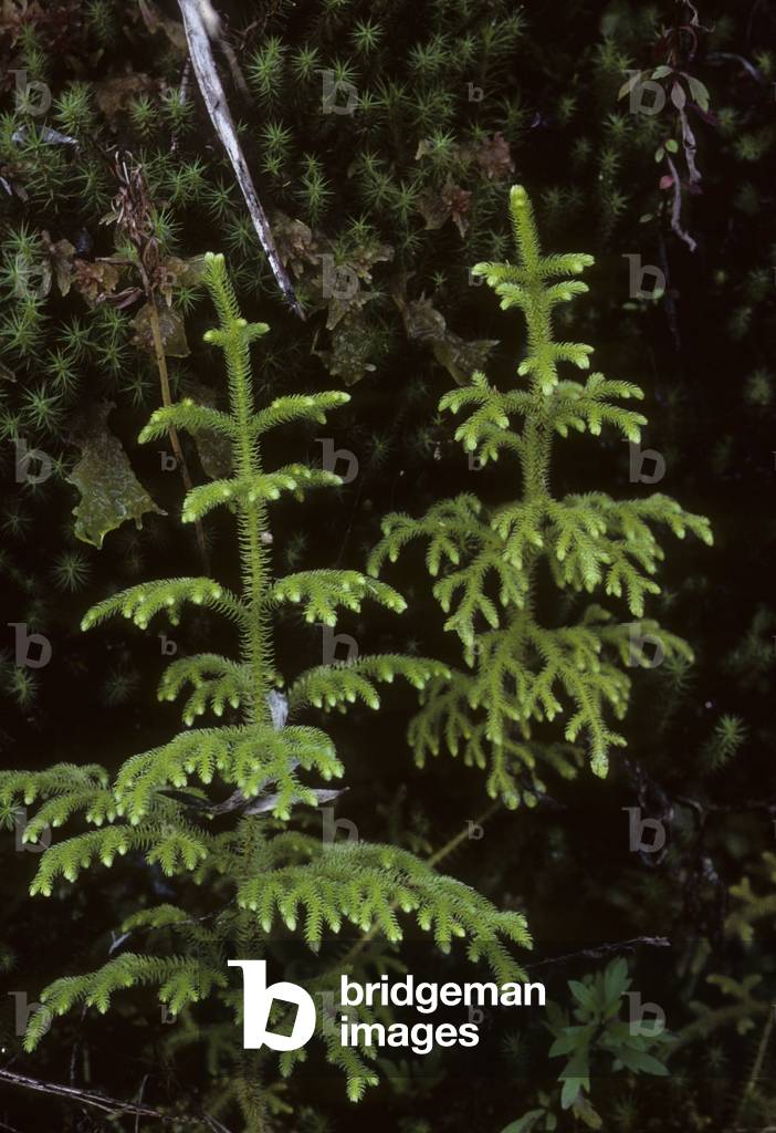 Huperzia gnidioides/Lycopode epaulette