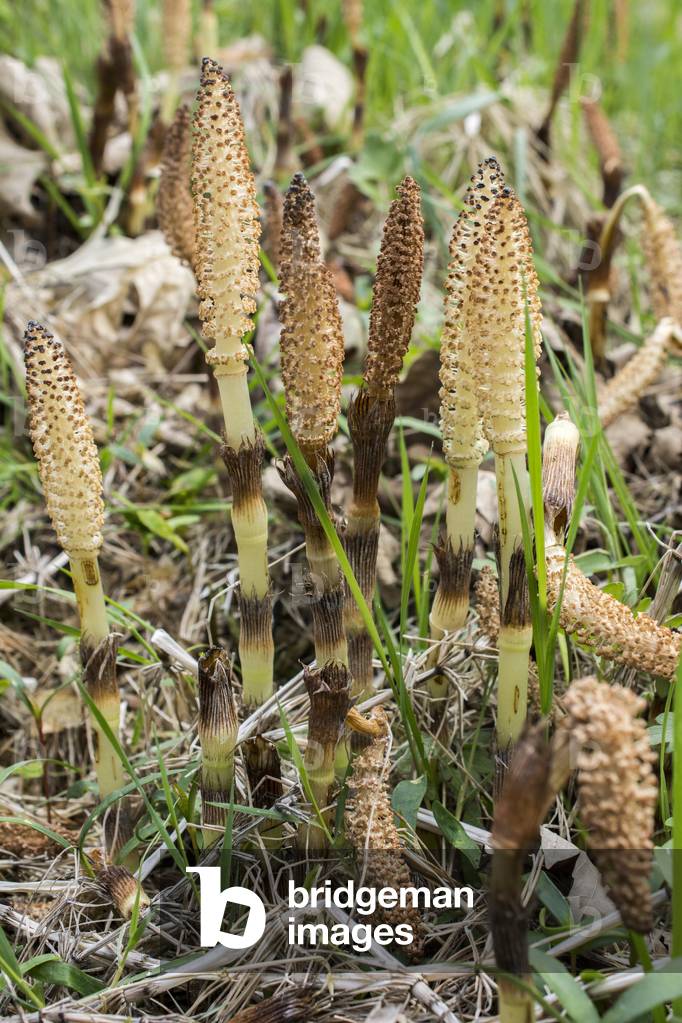 Equisetum arvense/Field prele/Horsetail