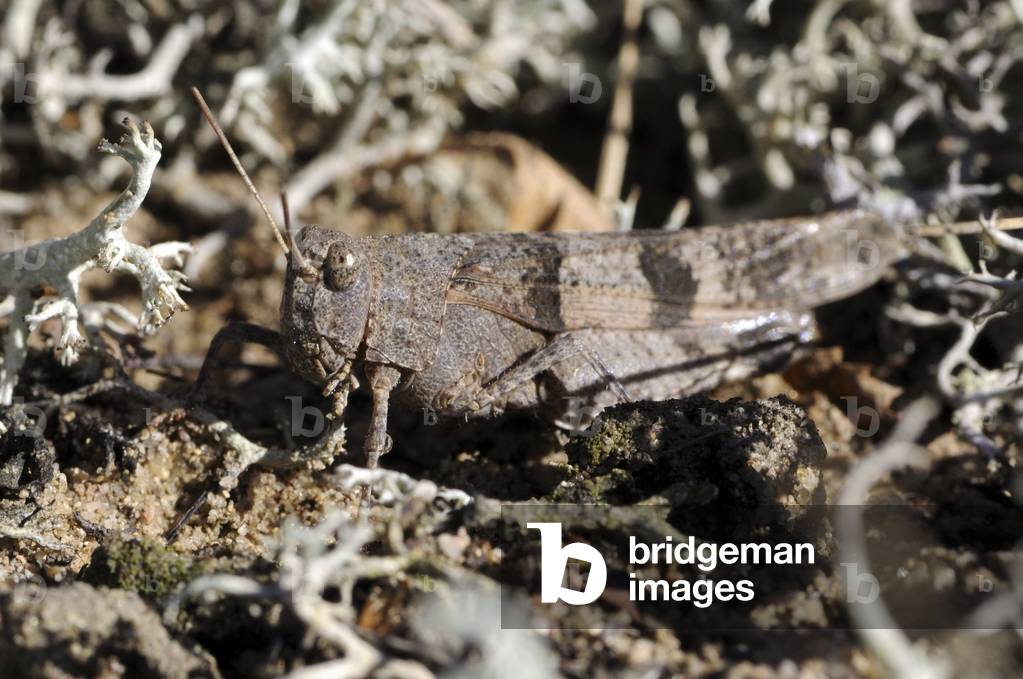 Oedipoda caerulescens/Blue-winged locust