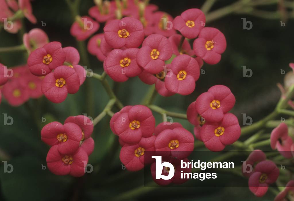 Euphorbia milii 'Splendens'/Euphorbia/Spine of Christ/Christ Thorn