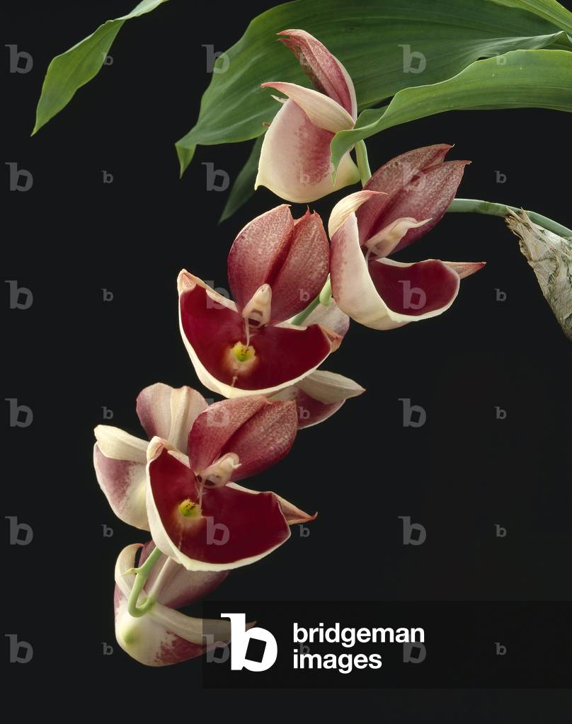 Catasetum pileatum imperial