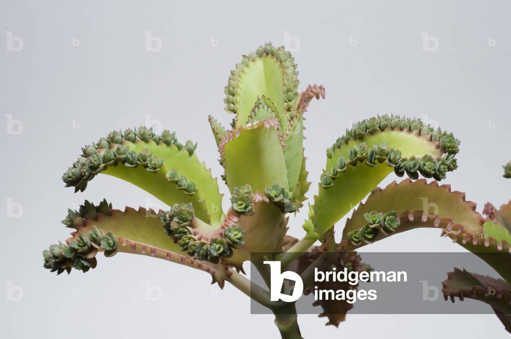 Seedlings of Kalanchoe/Kalanchoe sp.