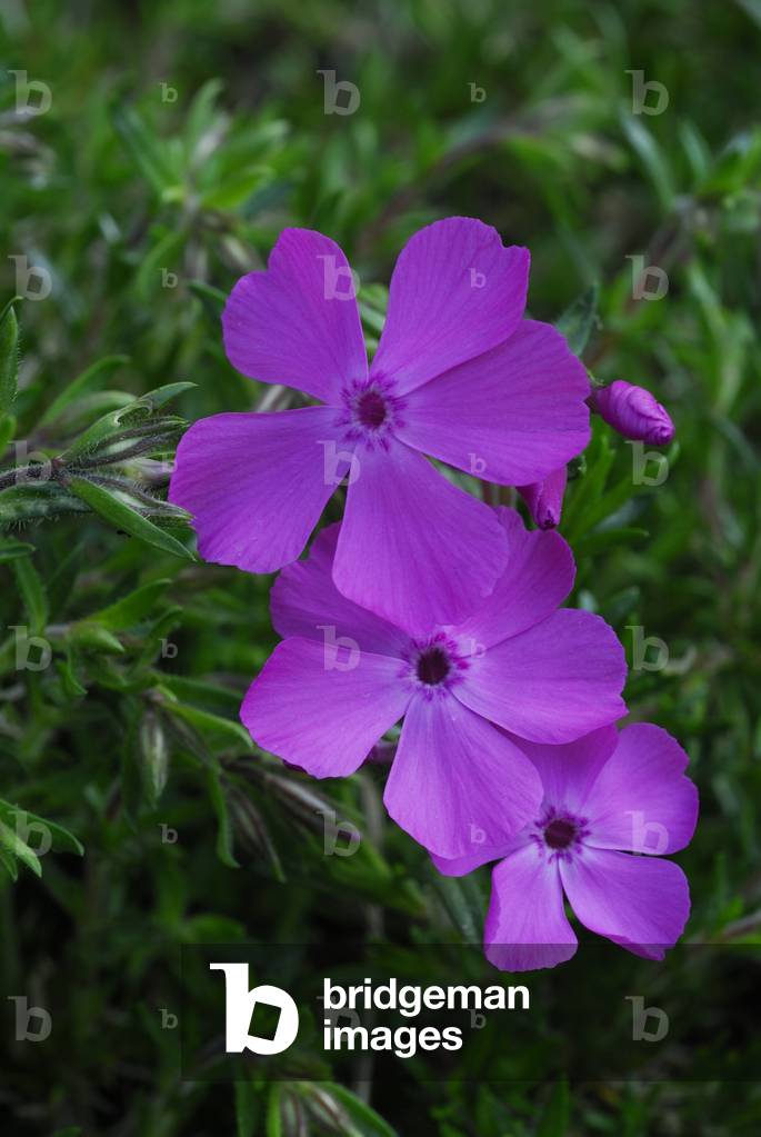 Phlox subulata/Mousse Phlox/Muschio Phlox