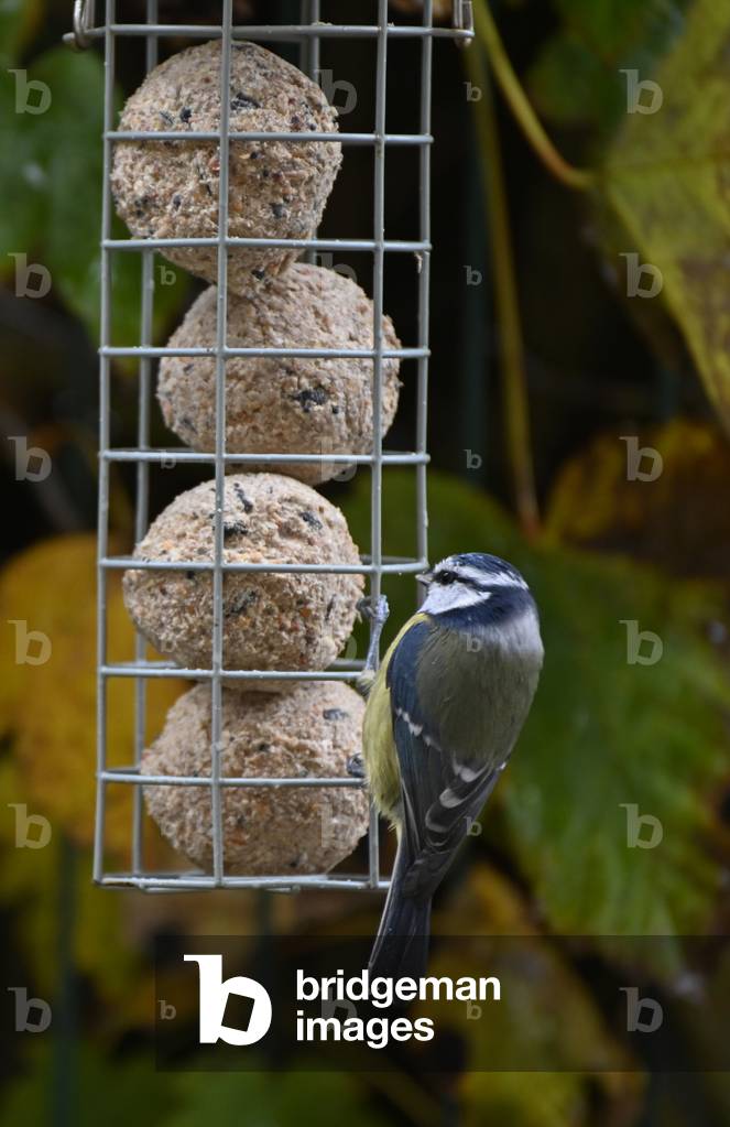 Eurasian blue tit on Bird feeder eating Grease ball, Nesles-la-Vallée, Val-d'Oise, France (photo)