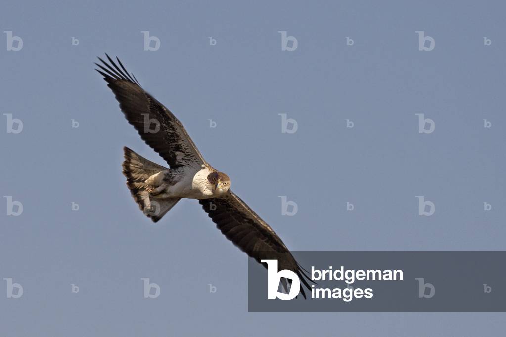 Aquila fasciata/Bonelli's Eagle