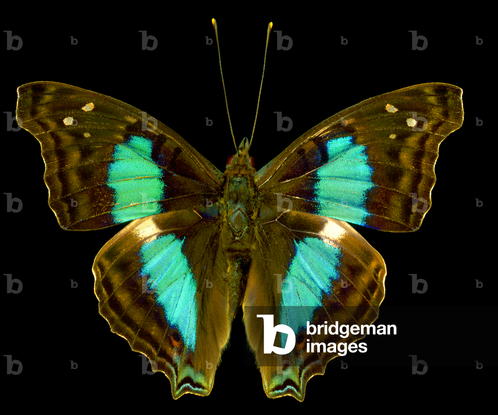 Doxocopa laurentia, the turquoise emperor or Cherubina emperor (photo)