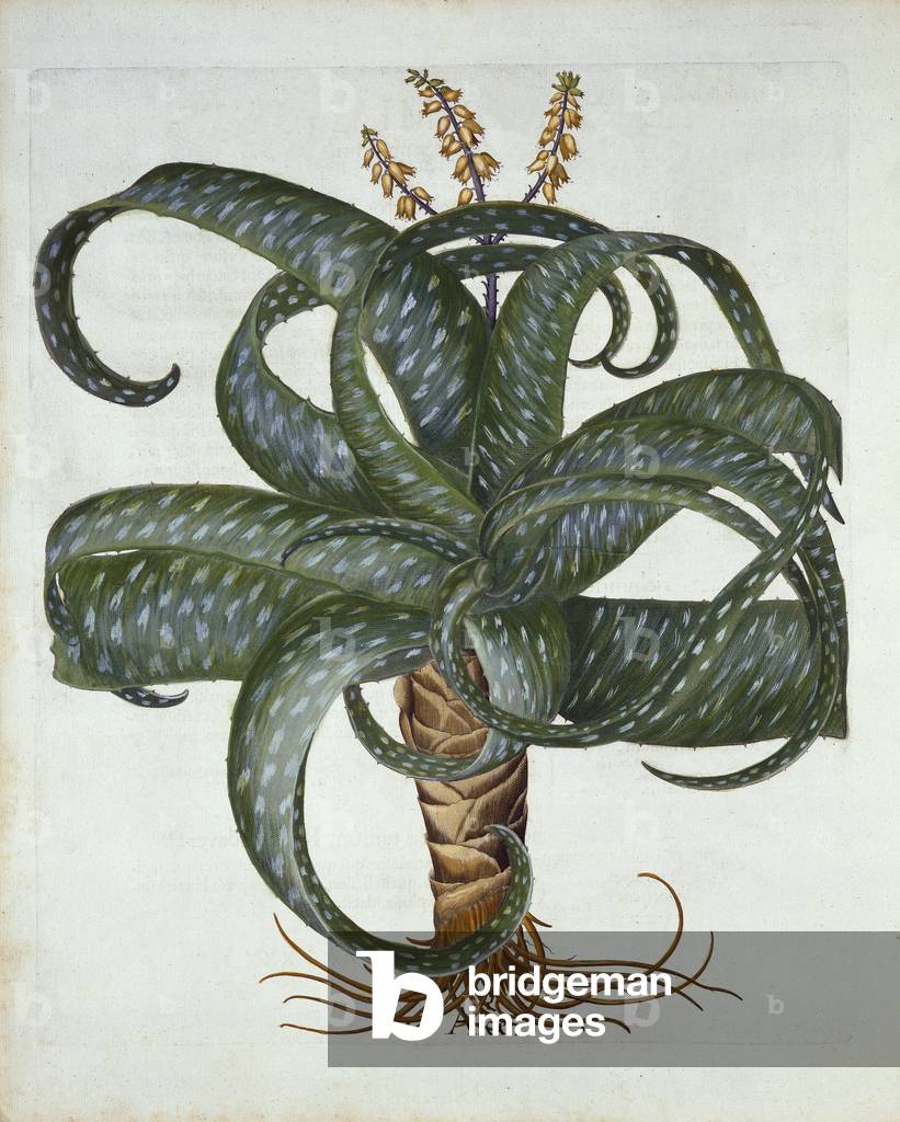 Image of Aloe vera ou Aloes des Barbades - Barbados Aloe, from