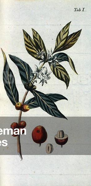 Botanical illustration, from 'Bau der Nelken', 1803 (engraving)