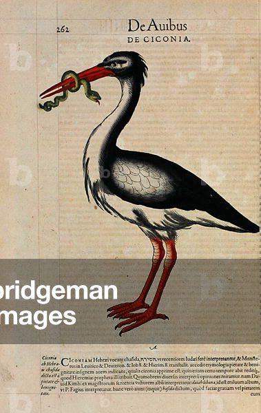 Bird with Snake, from 'Historia animalium', by C. Gesner, 1551 (hand coloured engraving)