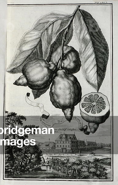 Limoni da Roma, a plate from 'Nuernbergische Hesperides' by J.C. Volckamer, 1708-14 (engraving)