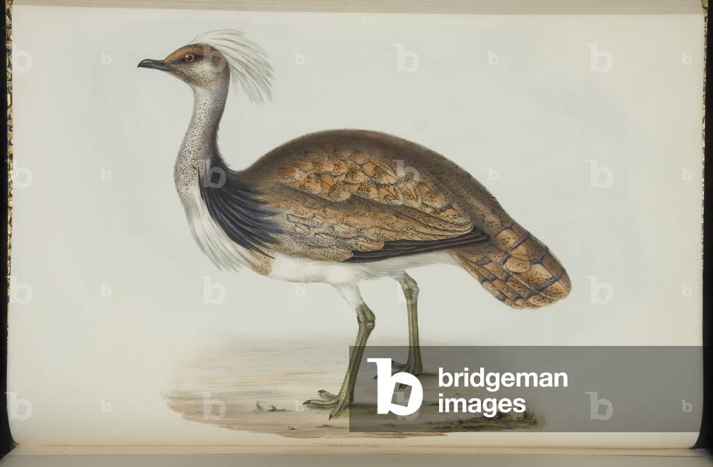 Bustard, from 'The Birds of Europe' by John Gould, 1837 (colour litho)
