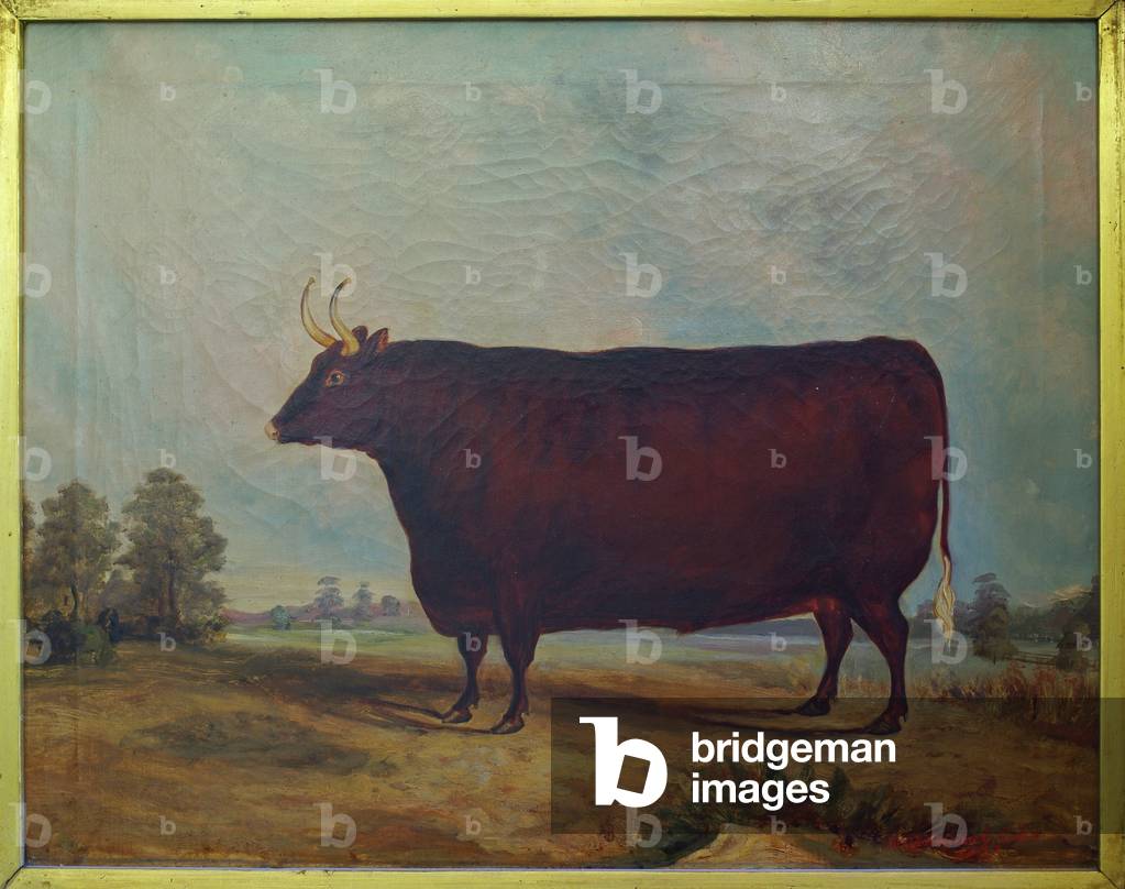A North Devon Ox in a Landscape, 1837 (oil on canvas)