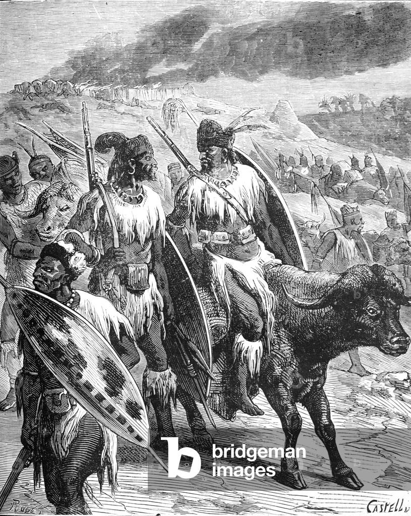 Zulus Leading Cattle or Buffalo for Ritual Sacrifice or Slaughter Africa, 1879 (engraving)