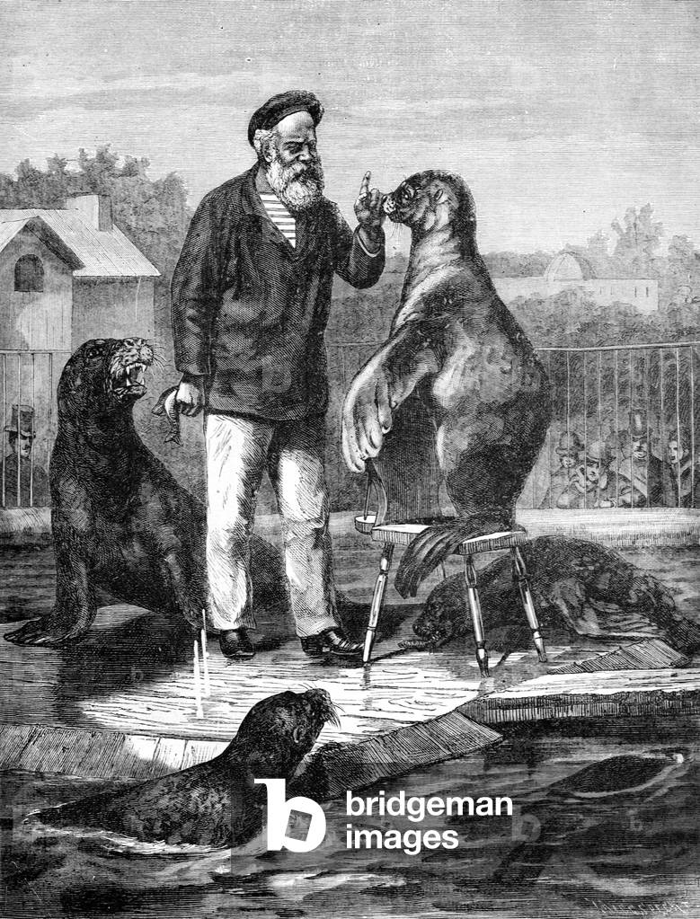 Captive Sealions Feeding Time Greenland, 1886 (engraving)