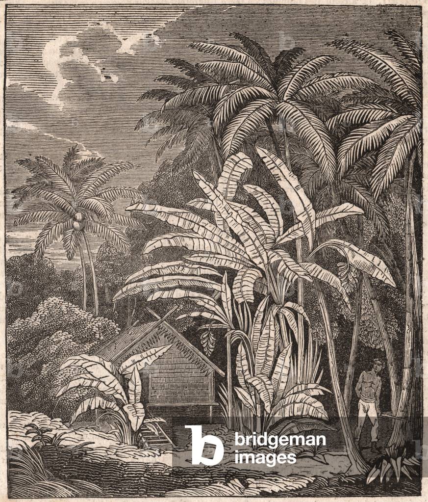 View of a tropical forest with banana trees, huts and inhabitants (engraving)