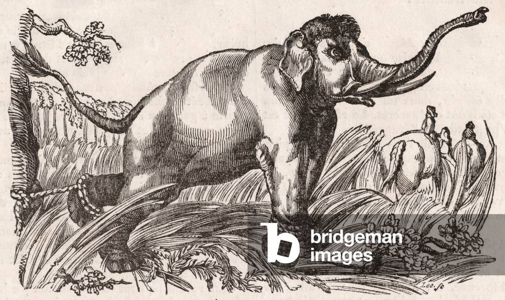 An elephant captured in the Savanna, Africa (engraving)
