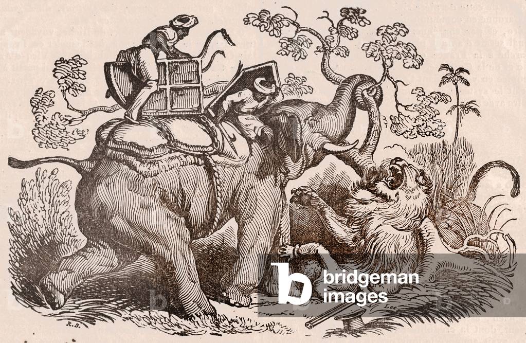 Lion hunting Scene: the hunter, tomb of the elephant, is now in the claws of the lion (engraving)