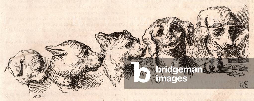 Evolution of a dog to a human form (engraving)