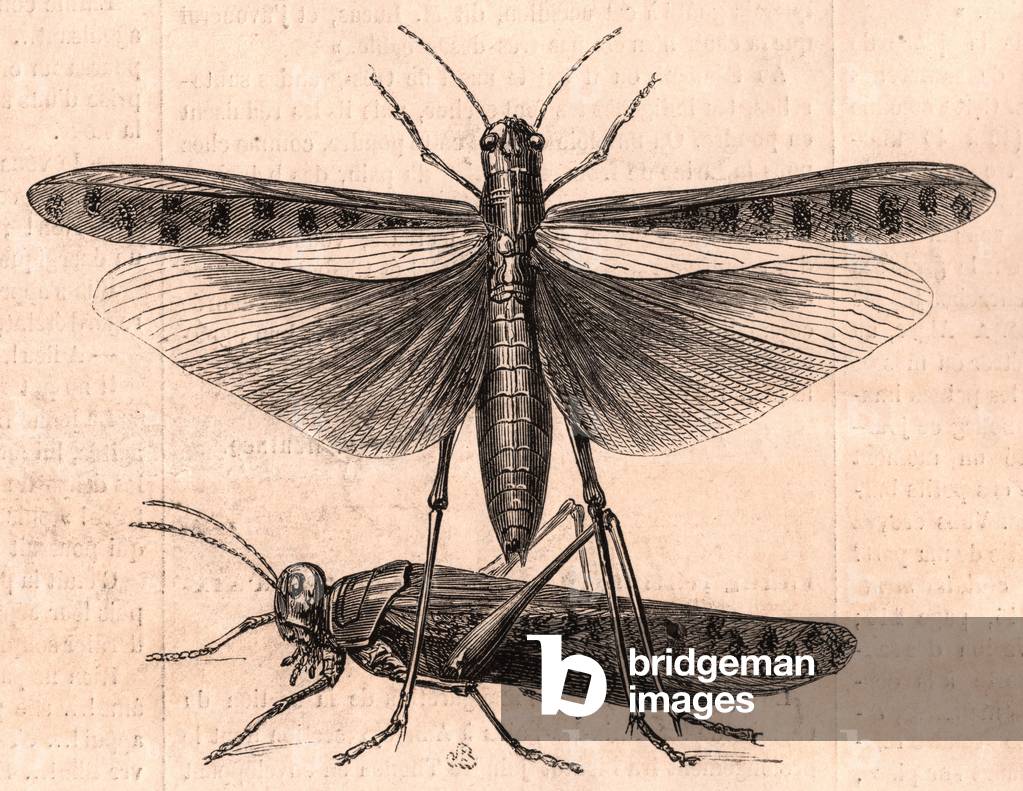 A grasshopper and a cricket (etching)