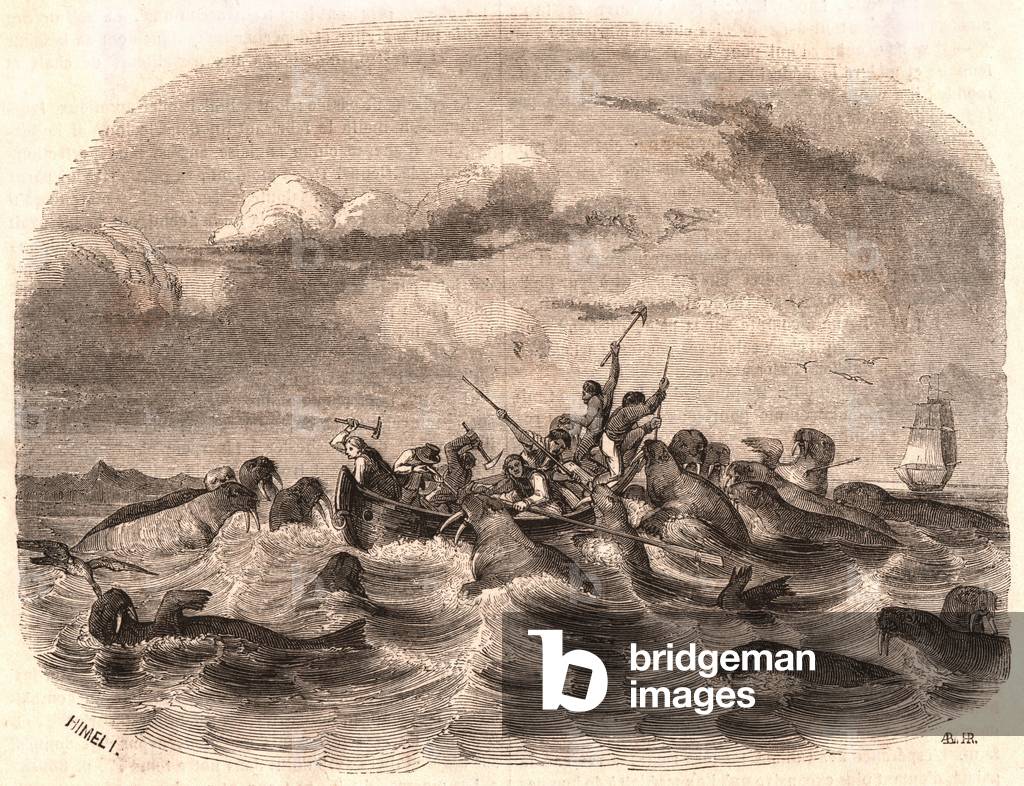 View of a group of English sailors chasing a herd of walrus in 1818 off the coast of Spitsbergen (engraving)