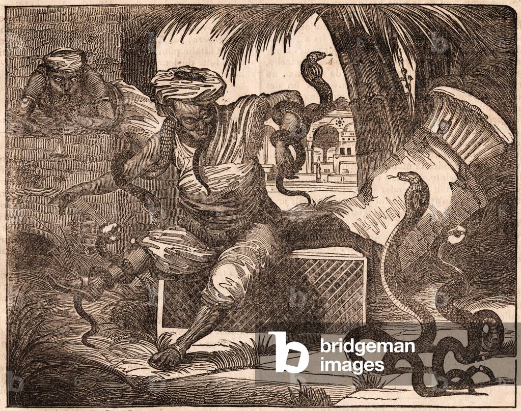 Two Indian charming snakes (engraving)