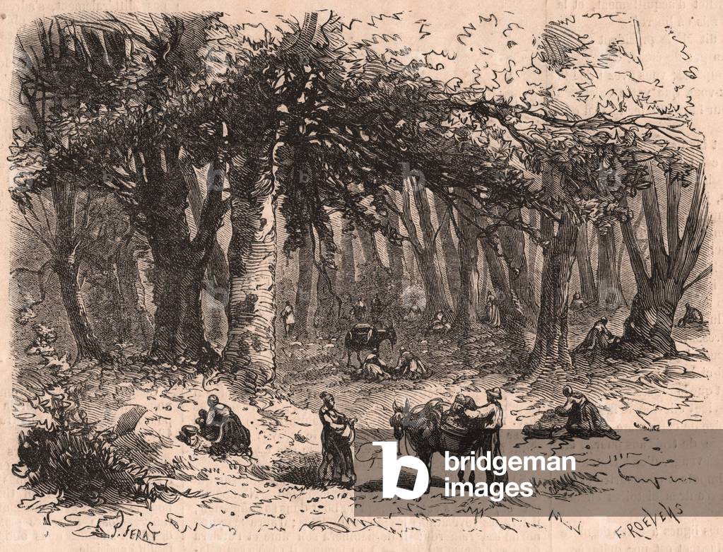 Group of people picking mushrooms in forest of Fontainebleau (engraving)