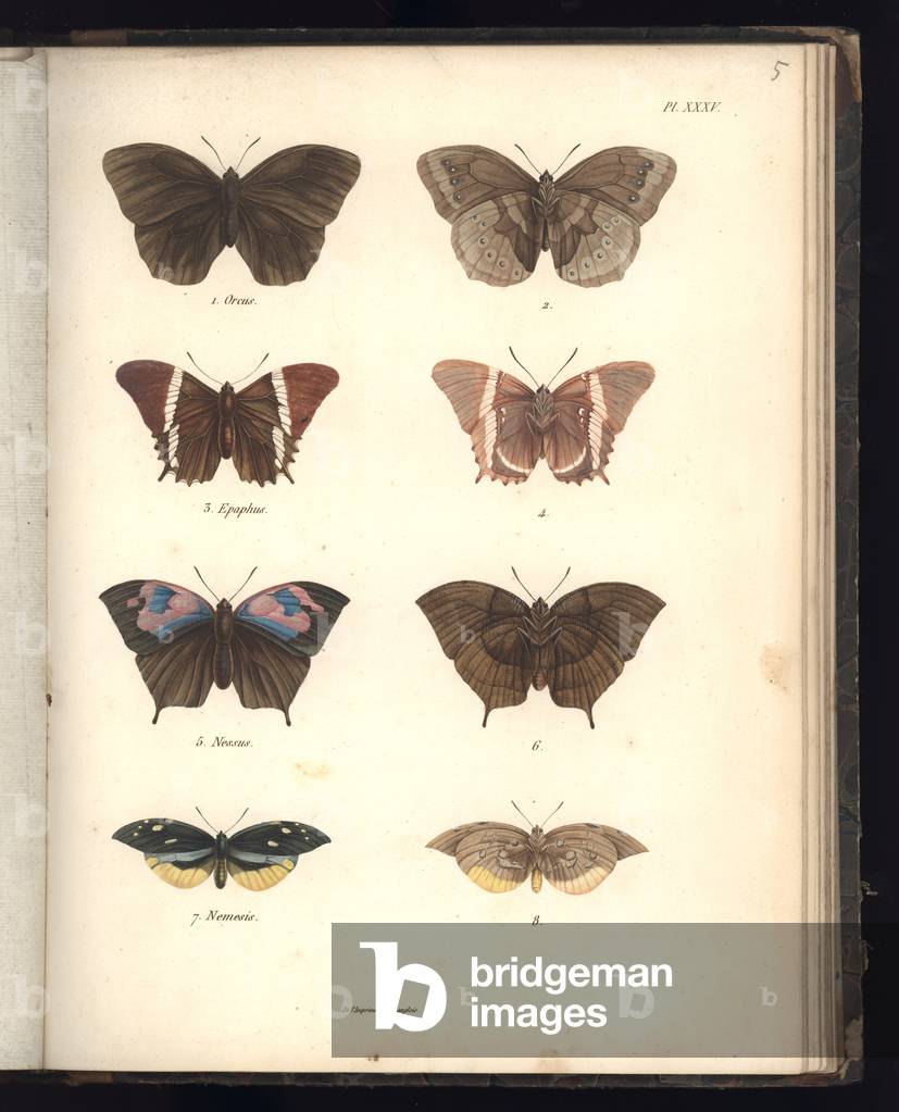 Immagine di Incisione "Lepidotteri", 1821 di Baron von Humboldt