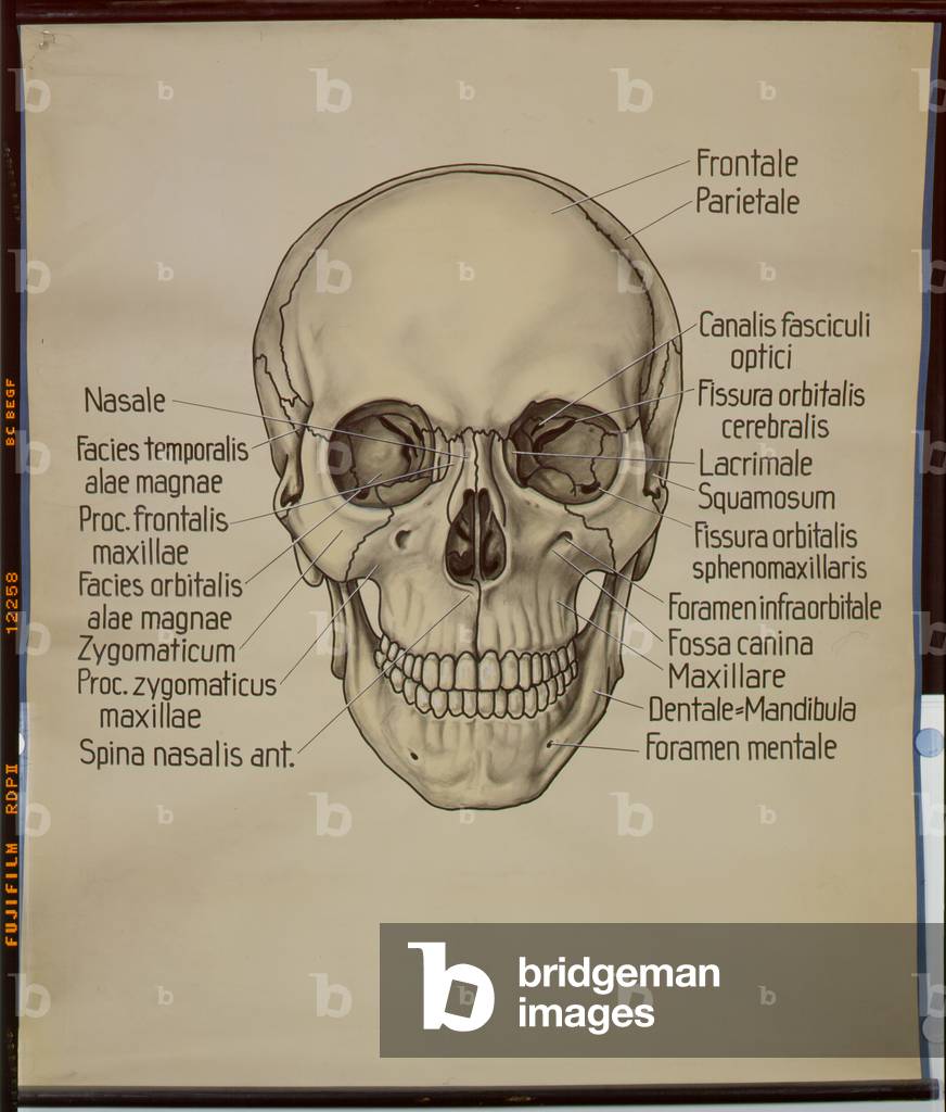 Poster of a human skull (litho)