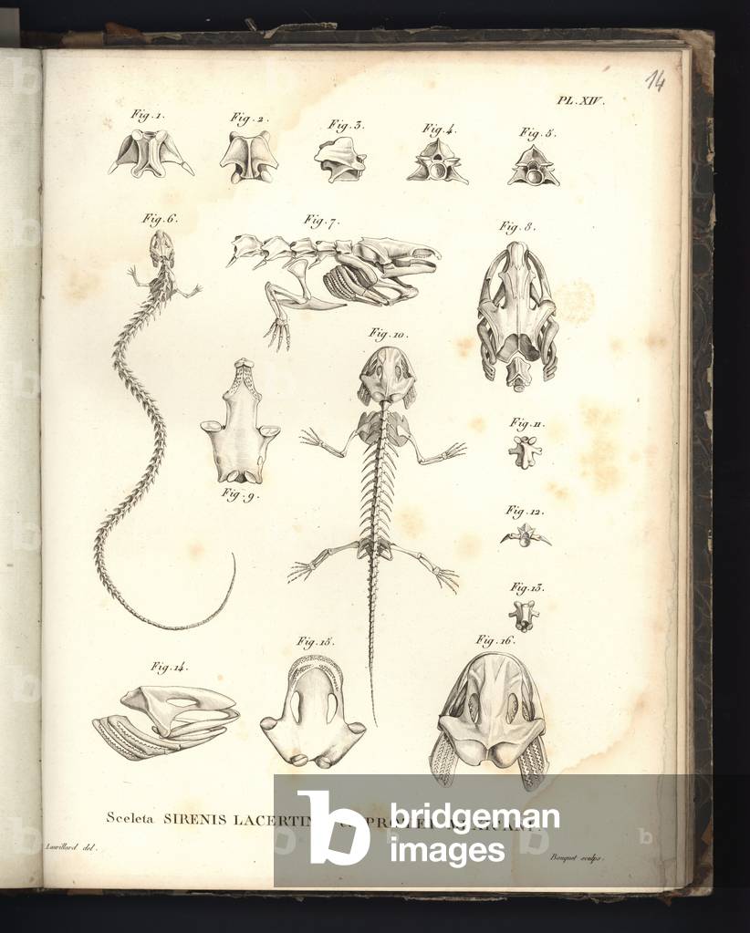 Sceleta Strenis Lacertinae et Protei Mexicani, plate XIV, Osteology of the sirenomelia and axolotl (litho)