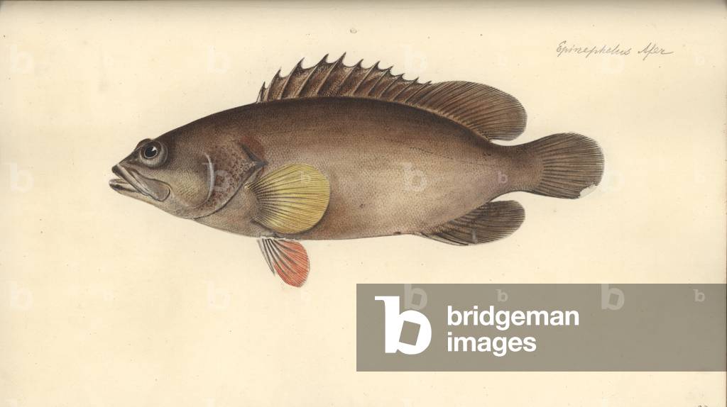 Alphestes afer, before 1793 (w/c on paper)